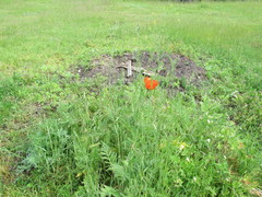 Papaver × pseudo-orientale