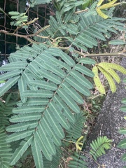Mimosa pigra