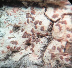 Arthonia cinnabarina