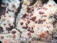 Arthonia cinnabarina