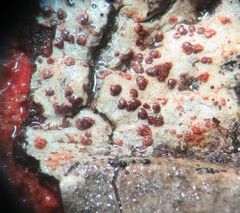 Arthonia cinnabarina
