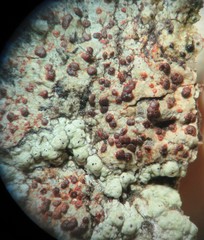 Arthonia cinnabarina