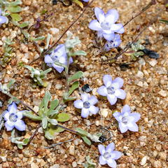 Wahlenbergia acaulis