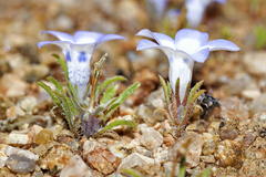 Wahlenbergia acaulis