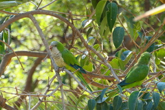 Myiopsitta monachus