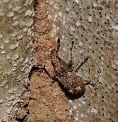 Anthribinae