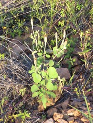 Porophyllum ruderale macrocephalum