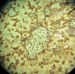 Arthonia cinnabarina