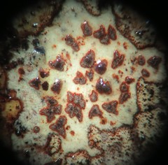 Arthonia cinnabarina