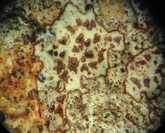 Arthonia cinnabarina