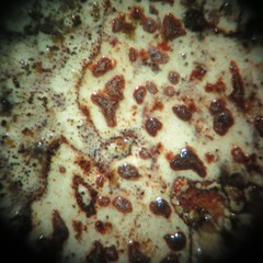 Arthonia cinnabarina