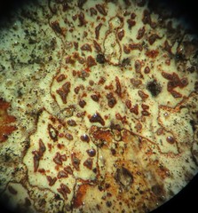 Arthonia cinnabarina