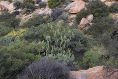 Euryops tenuissimus