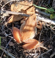 Lithobates sylvaticus image