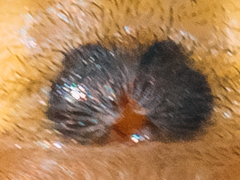 Cheiracanthium erraticum