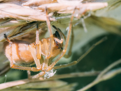 Cheiracanthium erraticum