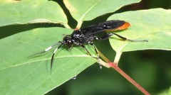 Protichneumon grandis