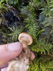 Tricholoma transmutans