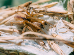 Cheiracanthium erraticum