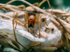 Cheiracanthium erraticum