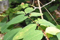 Protichneumon grandis