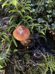 Tricholoma transmutans