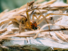 Cheiracanthium erraticum