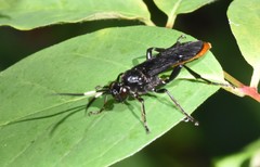 Protichneumon grandis