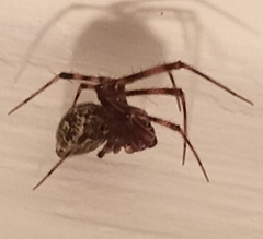 Parasteatoda