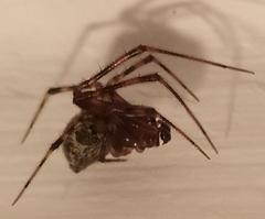 Parasteatoda