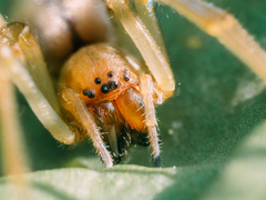 Cheiracanthium erraticum