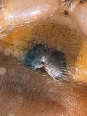 Cheiracanthium erraticum