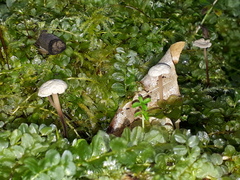 Paragymnopus perforans