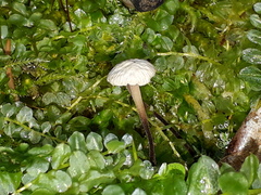 Paragymnopus perforans