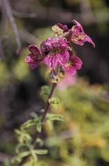 Salvia dentata
