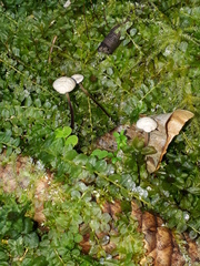 Paragymnopus perforans