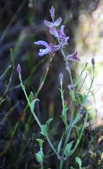 Salvia albicaulis