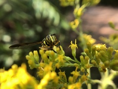 Spilomyia longicornis