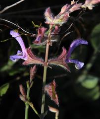 Salvia albicaulis