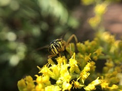 Spilomyia longicornis