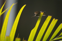 Spicauda teleus
