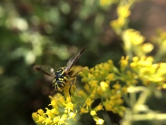 Spilomyia longicornis