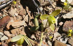 Albuca spiralis
