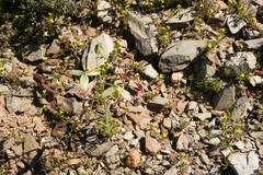 Albuca spiralis