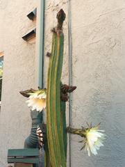 Trichocereus macrogonus