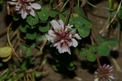Trifolium pallescens