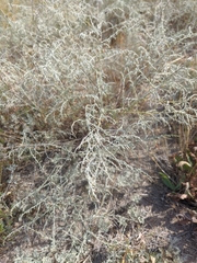 Artemisia santonicum