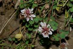 Trifolium pallescens