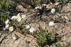 Crassothonna capensis