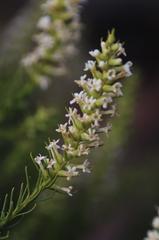 Hebenstretia parviflora